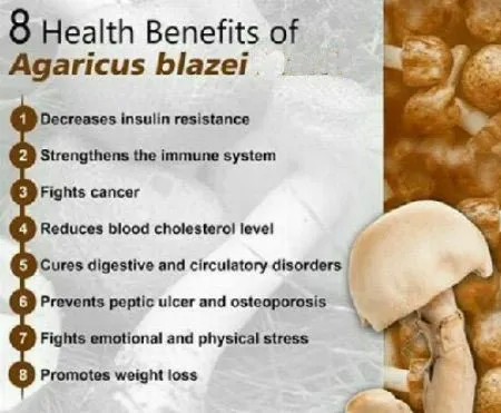 Functions of  Agaricus Blazei Mushroom Extract