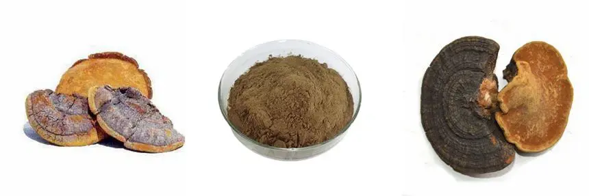 Phellinus linteus mushroom extract