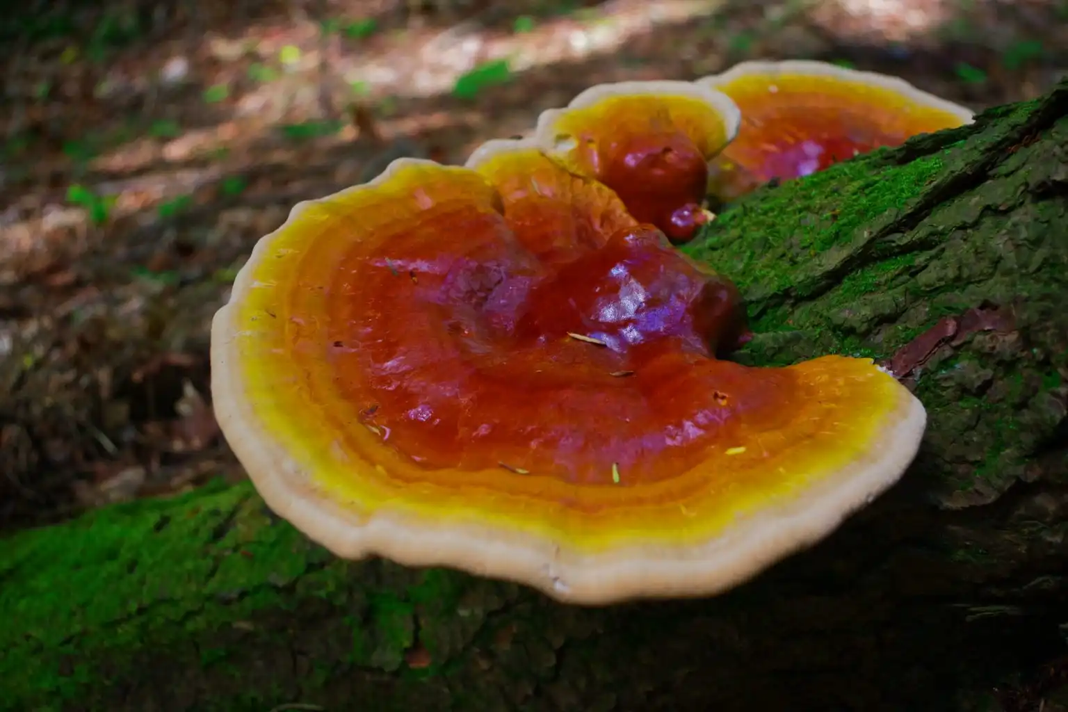 Phellinus igniarius mushroom