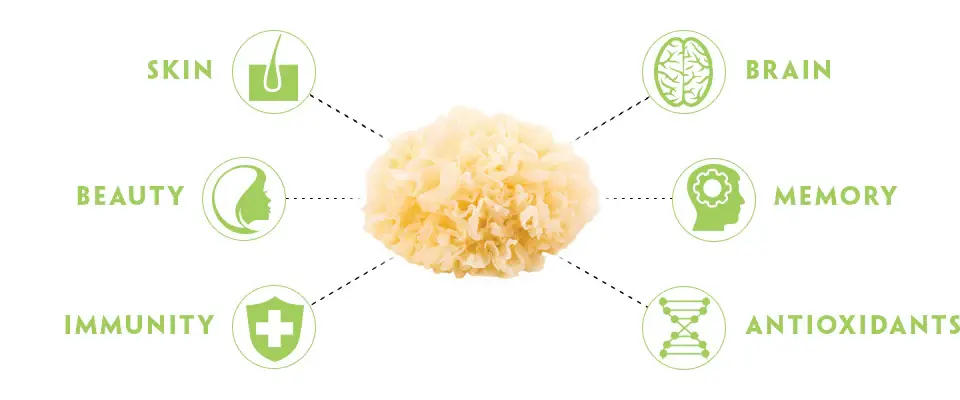 Functions of Tremella Mushroom Extract Powder