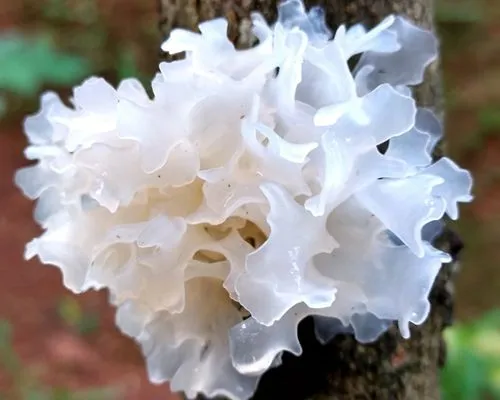 tremella mushroom