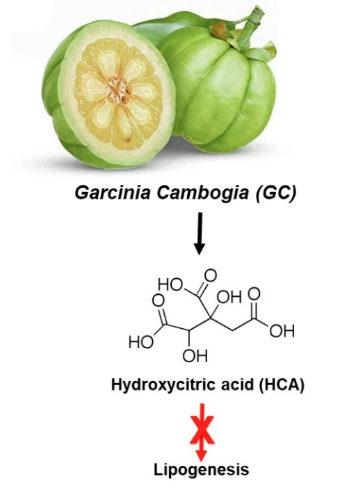 The HCA in Garcinia Cambogia can Inhibit lipogenesis.