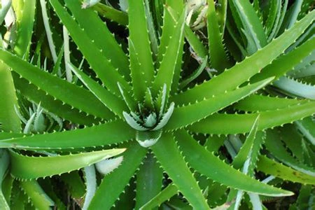 aloe vera