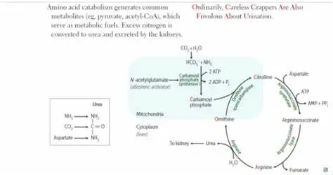 Physiological significance of L-Ornithine cycle