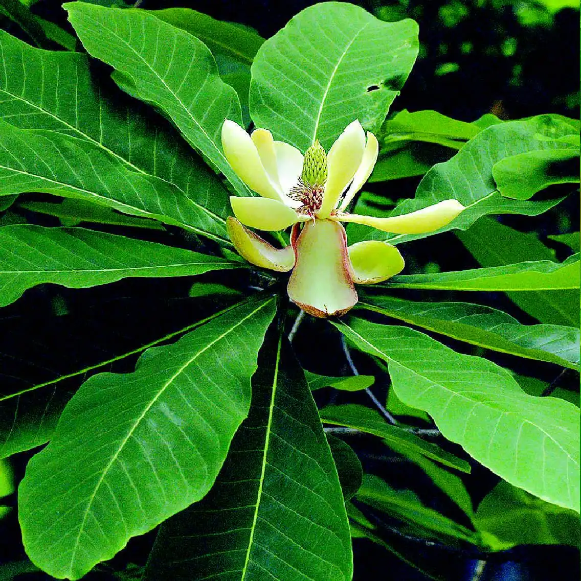 Magnolia Officinalis