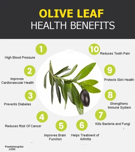 Benefits of Olive leaf extract