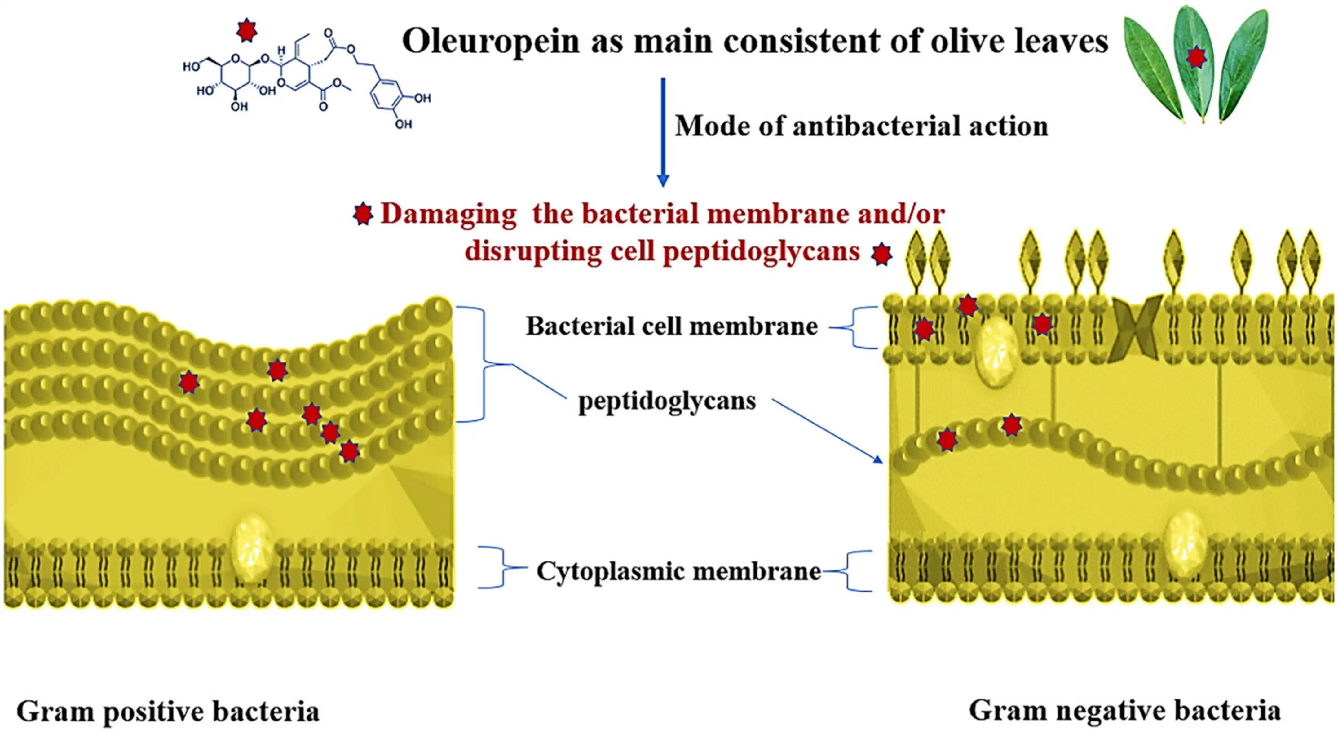 Mode of antibacterial action of oleuropein