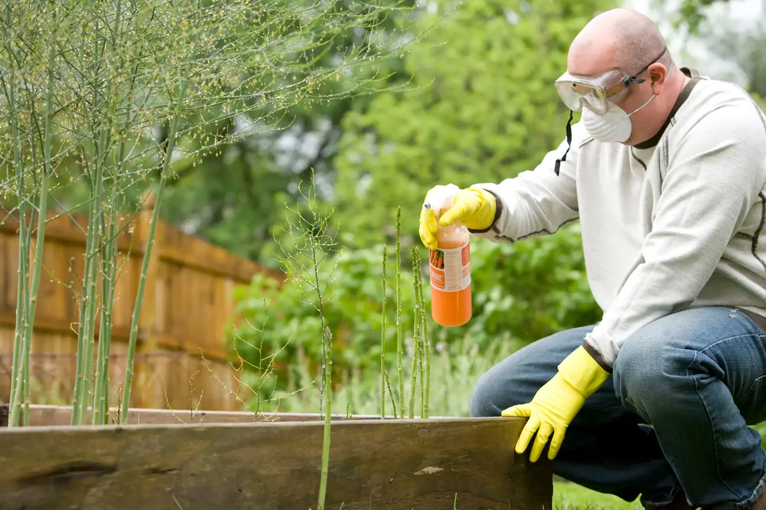 Matrine is used to kill insects