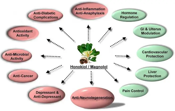 Function of Honokiol Magnolia Bark Extract