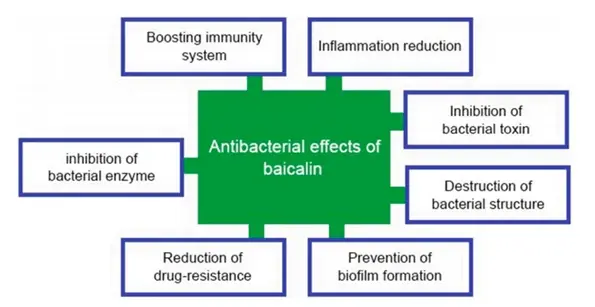 effects of baicalin