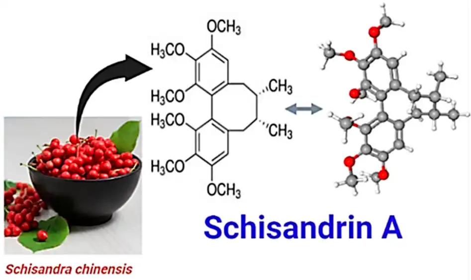 Schisandrin A