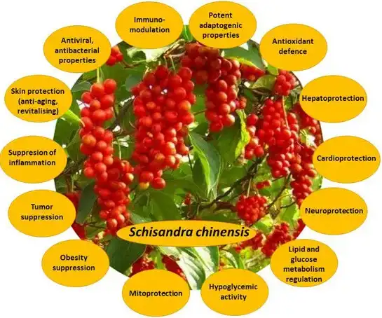 Benefits of Schisandrin