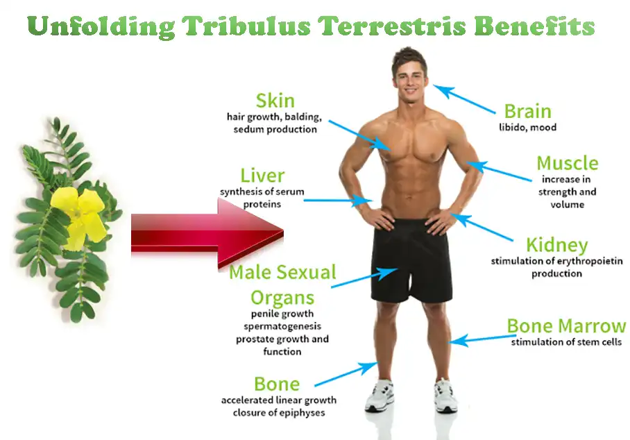 Benefits of Tribulus Terrestris Extract Powder