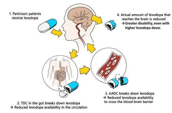 Mechanism of action of levodopa on Parkinson's disease