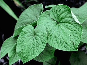 Kava Kava