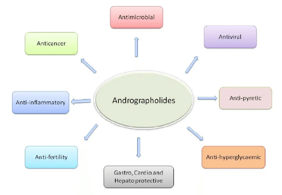 Functions of Andrographolide Powder