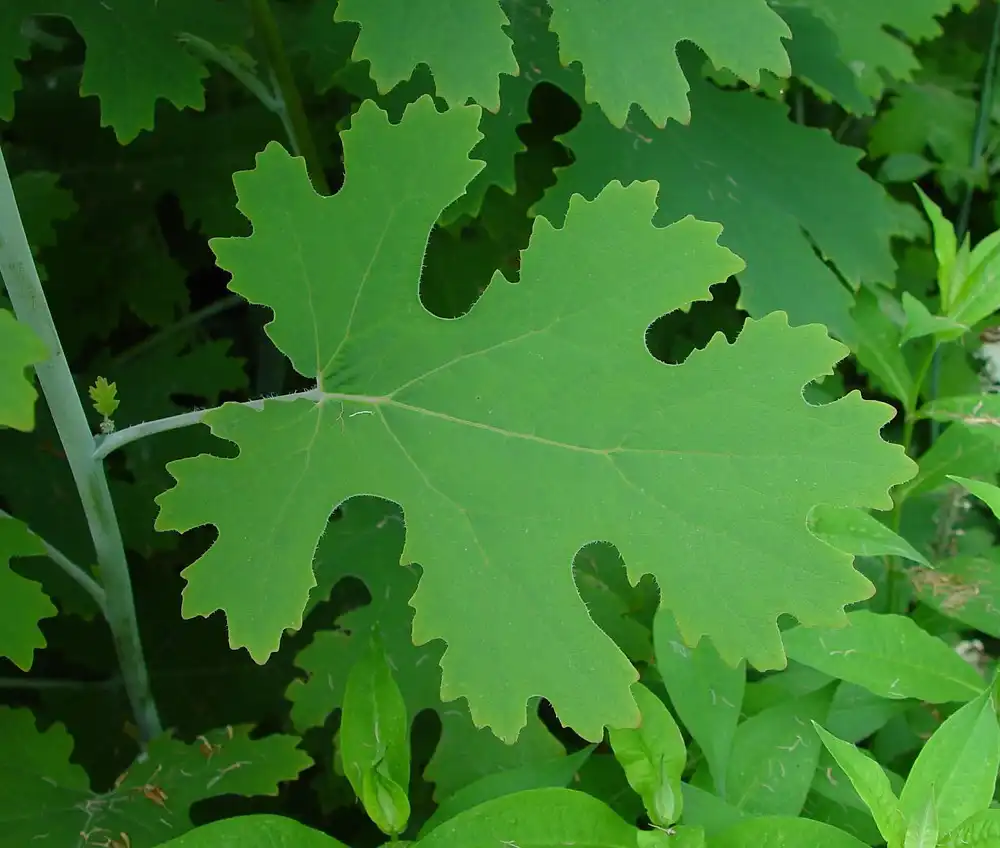 macleaya cordata