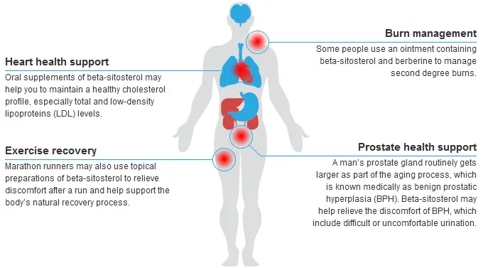 Benefits of Phytosterol Beta Sitosterol Powder