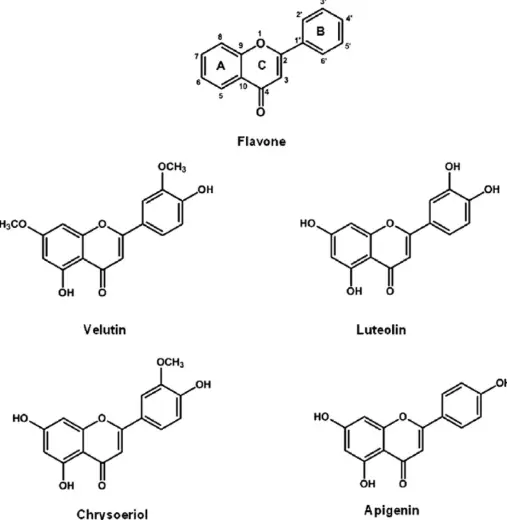 Chemical structures of four flavones (velutin, luteolin, apigenin and chrysoeriol) 