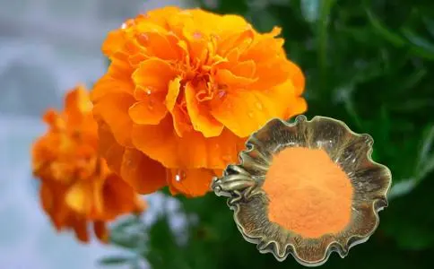 Marigold Flower Extract Lutein