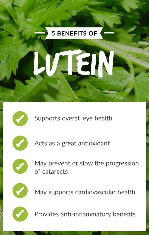 Benefits of Marigold Flower Extract Lutein