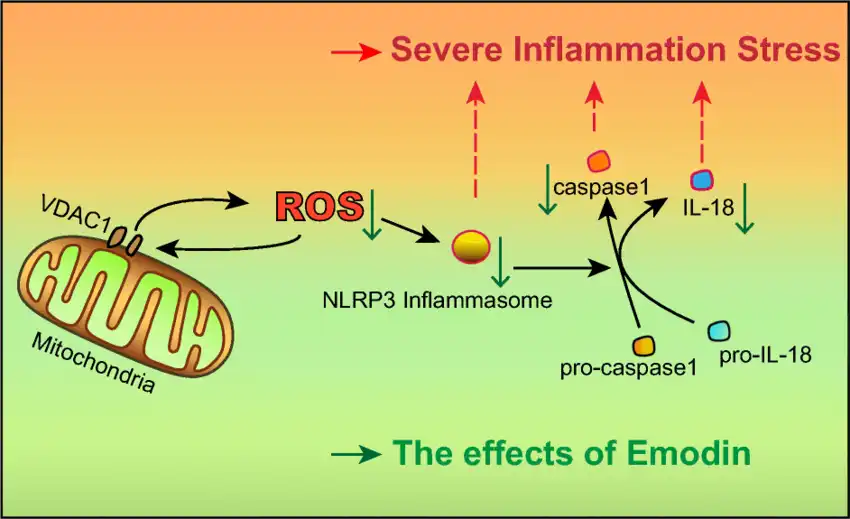 Schematic representation of antioxidant and anti-inflammatory effects induced by emodin