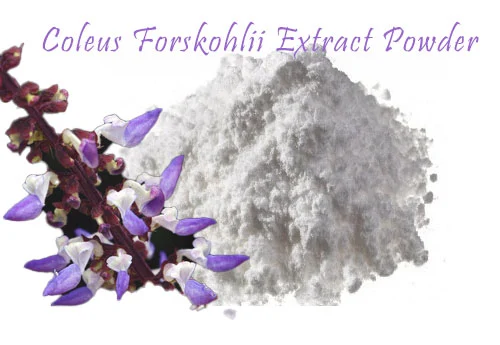 Coleus Forskohlii Extract Powder