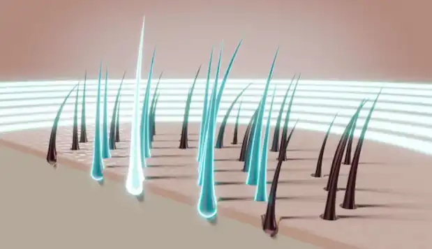 Carnosic Acid Helps with Hair Care Carnosic Acid Helps with Hair Care