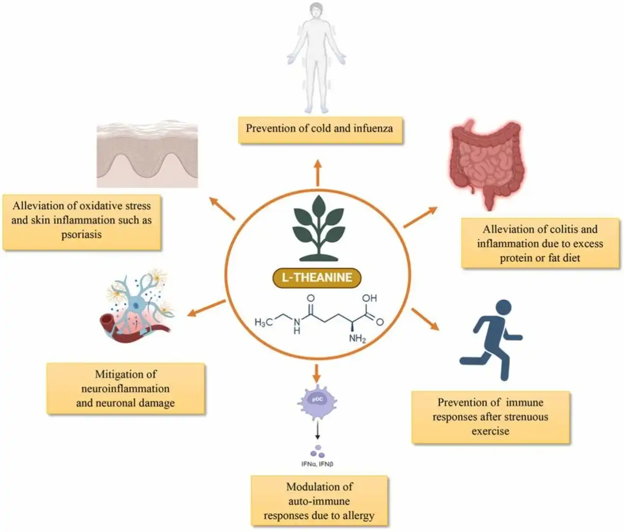 Benefits of L Theanine Powder