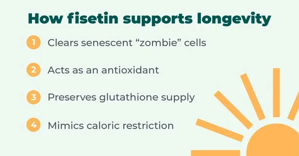 Fisetin: A Powerful Senolytic that Slows Aging