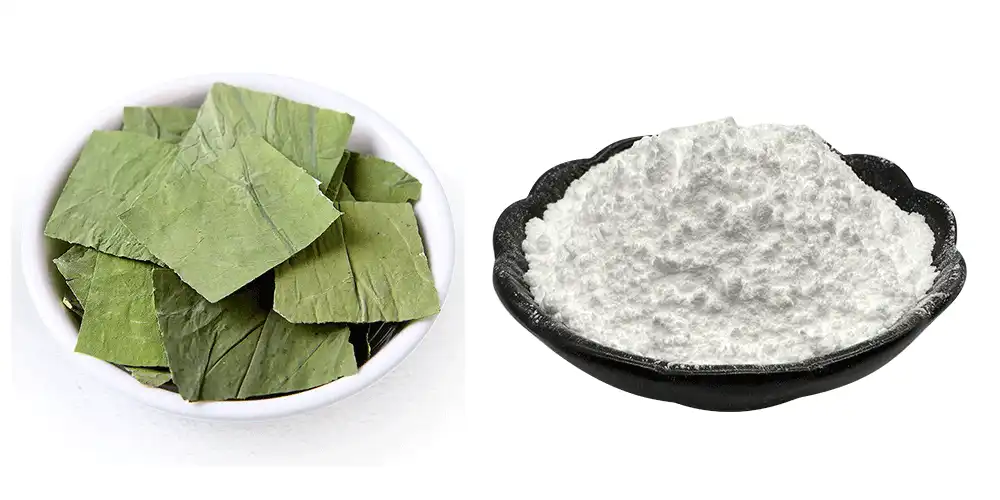 Lotus Leaf Extract Powder