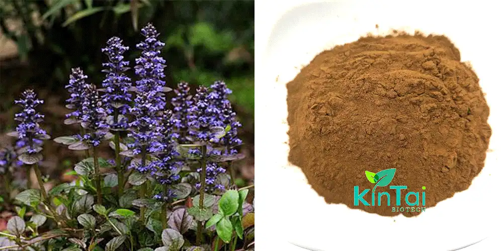 Ajuga Turkestanica Extract Turkesterone