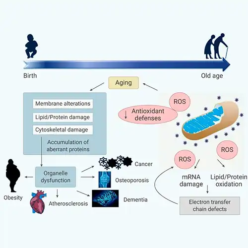 Antioxidant effect of ursolic acid