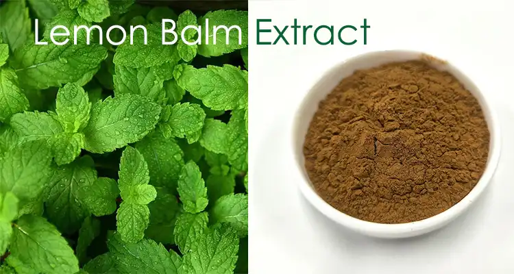 Lemon Balm Extract Powder