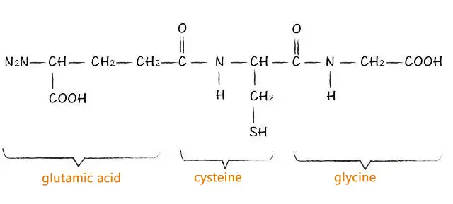 Structure of Natural Glutathione Powder