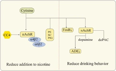 Cytisine reduces nicotine addiction and alcohol consumption.