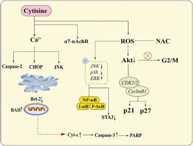 The anti-tumor mechanism of cytisine.