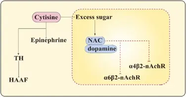 The mechanism of cytisine regulating blood glucose.