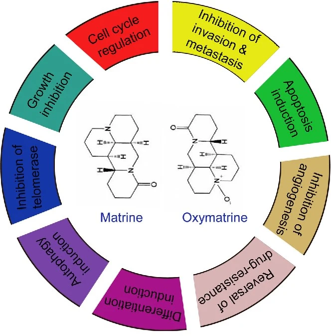 Oxymatrine has cancer-fighting properties against