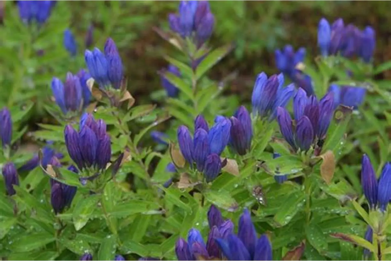 Gentian