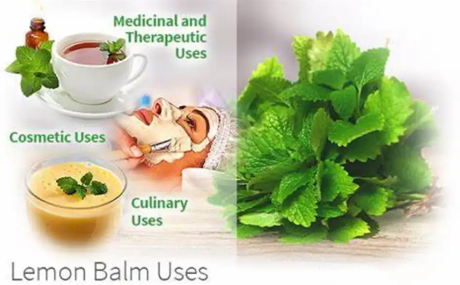 applications of Lemon balm extract powder