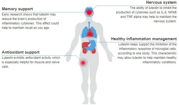 Functions of Pure Luteolin