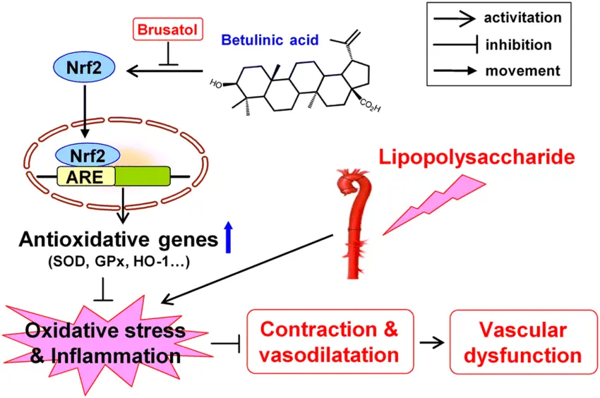 Antioxidant mechanism of betulinic acid