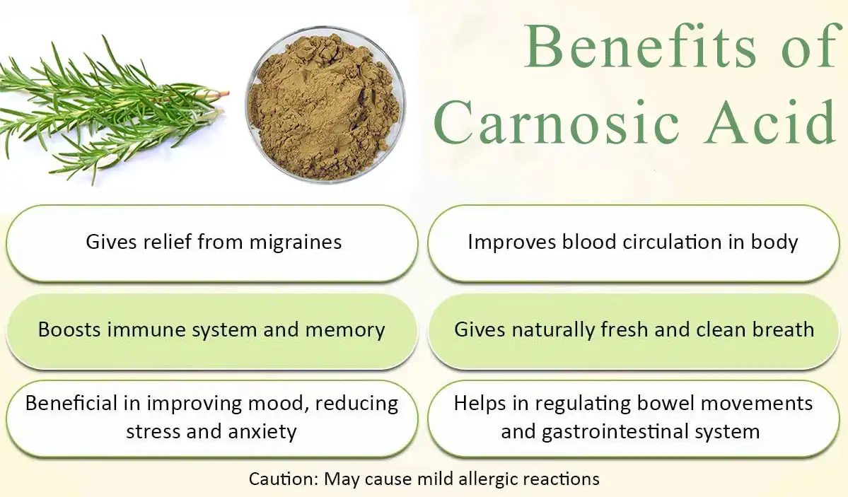 Benefits of Carnosic Acid Powder