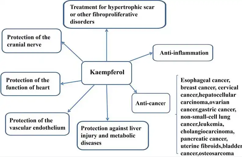 Benefits of Kaempferol Powder