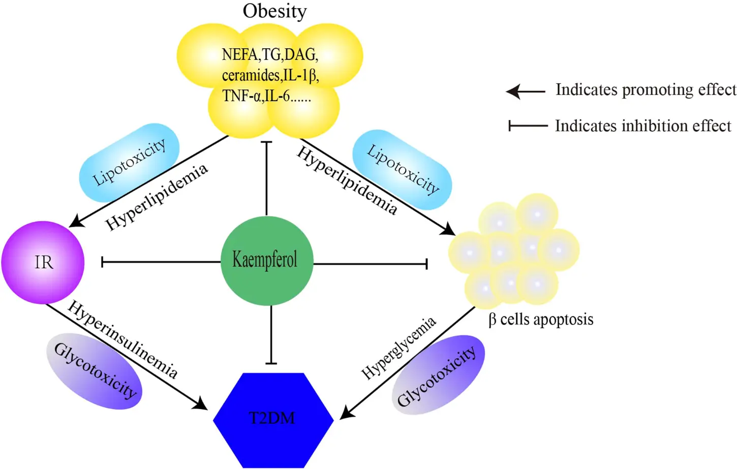 Kaempferol Benefits Kaempferol Benefits