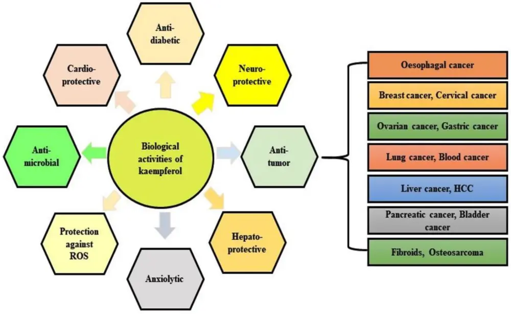 kaempferol kaempferol