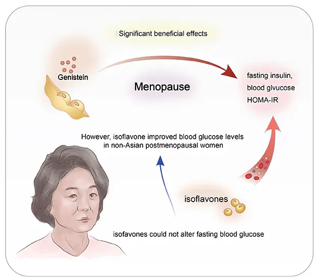 Genistein Powder Help With Menopausal Symptoms Genistein Powder Help With Menopausal Symptoms