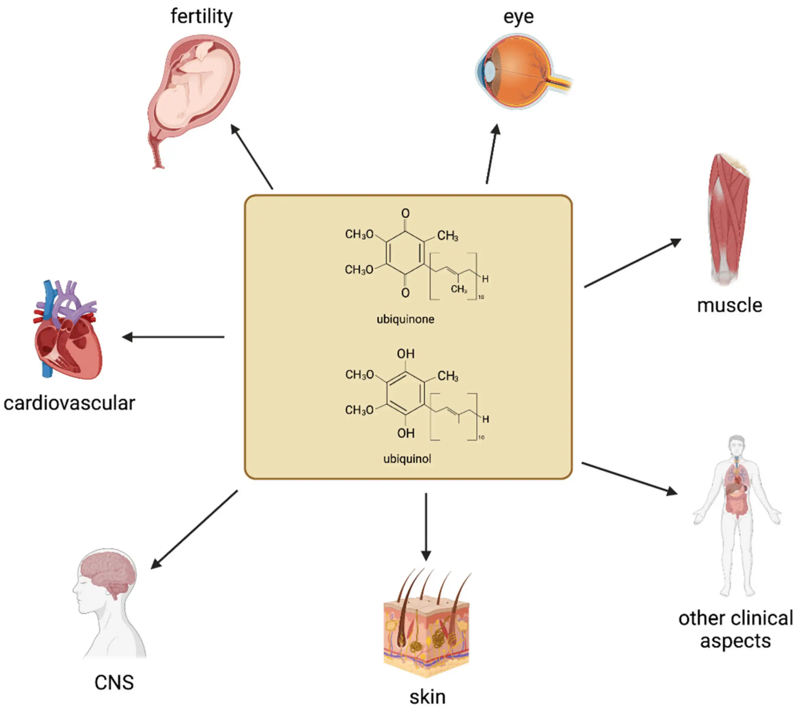 Effects of Coenzyme Q10 Powder