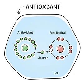 Antioxidant effect